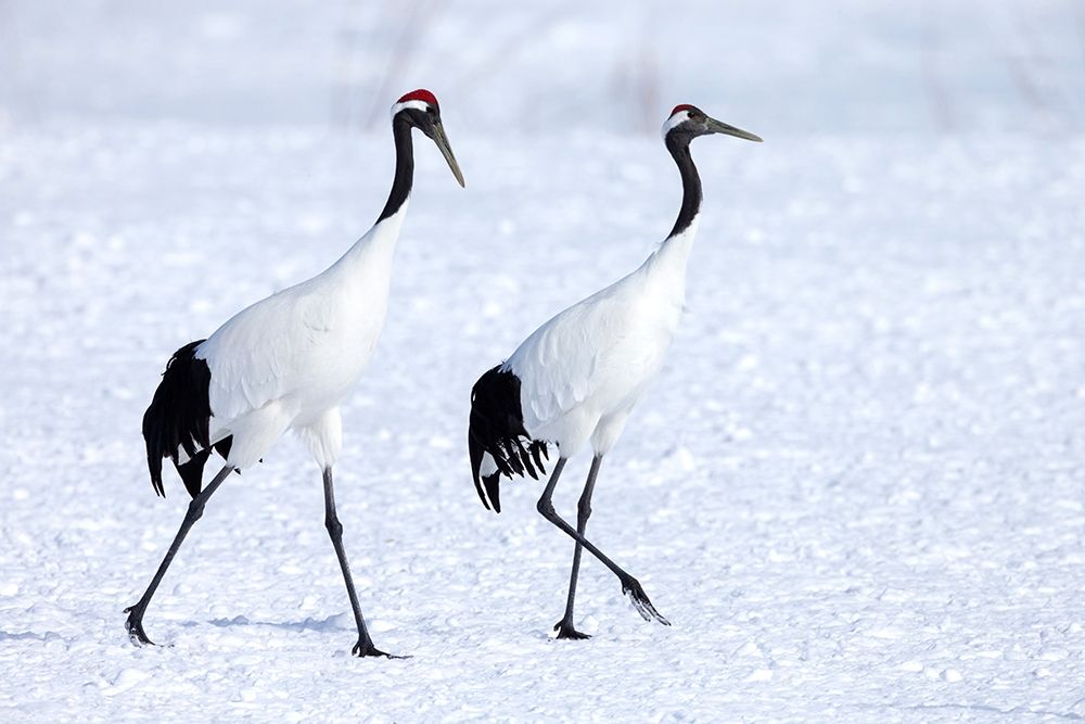 Japan-Hokkaido-Kushiro Two red-crowned cranes begin a courtship dance
